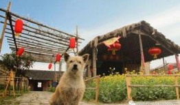 吃瓜娱乐咩咩羊,揭秘娱乐圈幕后故事