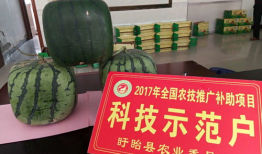 吃瓜网免费官网入口