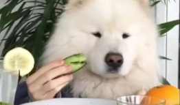 娱乐吃瓜酱萨摩耶,揭秘娱乐圈那些不为人知的幕后故事